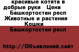 красивые котята в добрые руки › Цена ­ 10 - Башкортостан респ. Животные и растения » Кошки   . Башкортостан респ.